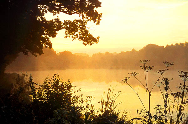 Hurcott Mist